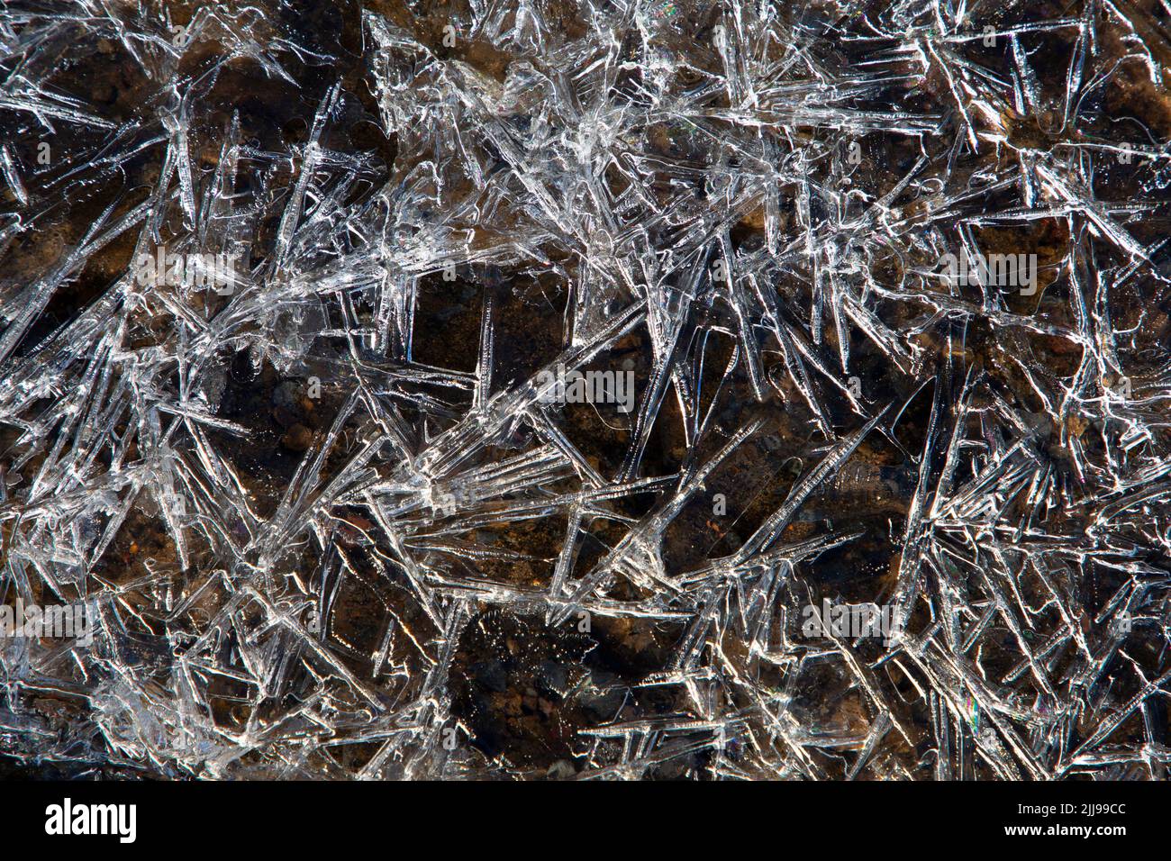 Ice crystals along Wonderland Trail, Mt Rainier National Park, Washington Stock Photo