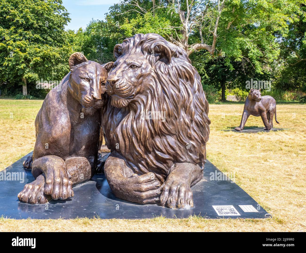 Pride of bronze lions on Clifton Down in Bristol UK - the Born Free Forever open air exhibition highlighting the plight of lions in the wild Stock Photo