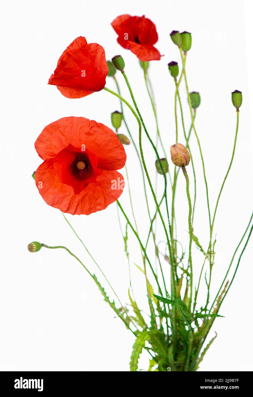 Poppies bloom studio hi-res stock photography and images - Alamy