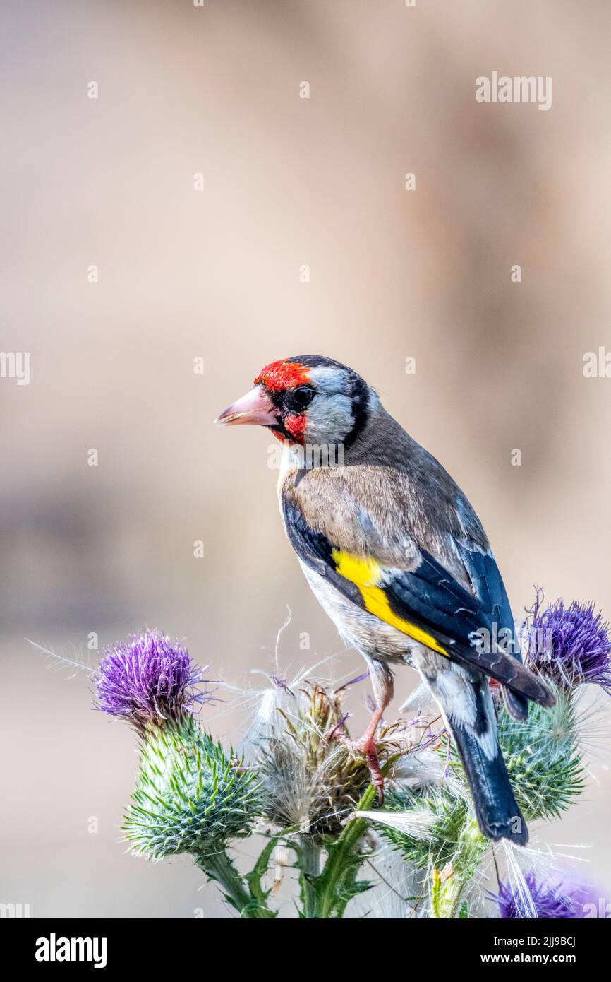 Goldfinch, Carduelis carduelis, perched on a large thistle and feeding by pecking out the seeds. Stock Photo