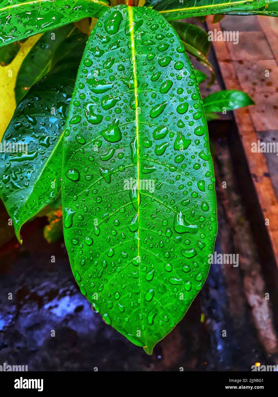 A vertical view of a green leaf with water drops on it Stock Photo