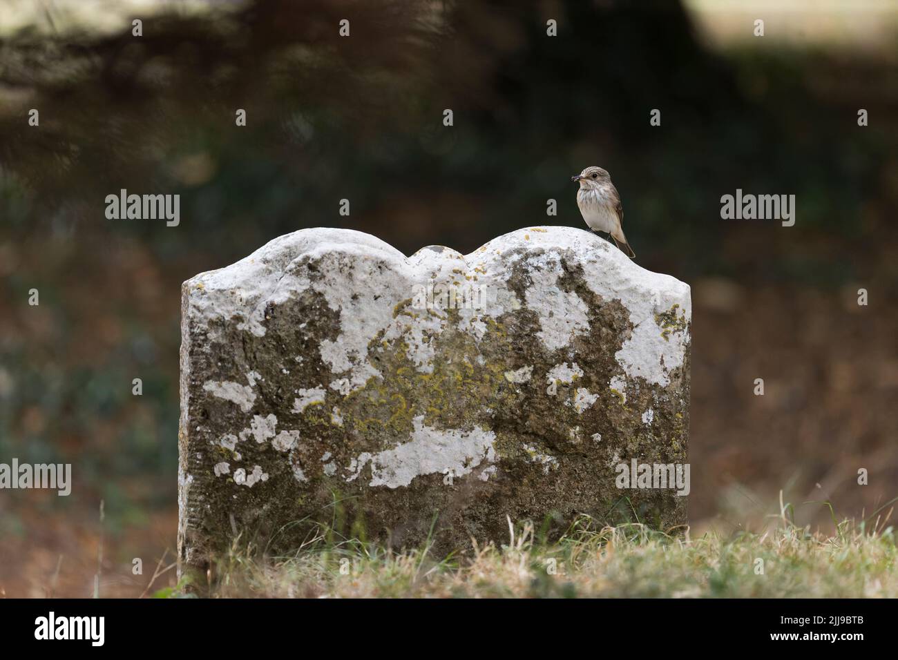 Spotted flycatcher Muscicapa striata, adult perched on gravestone with insect prey in beak, Suffolk, England, July Stock Photo
