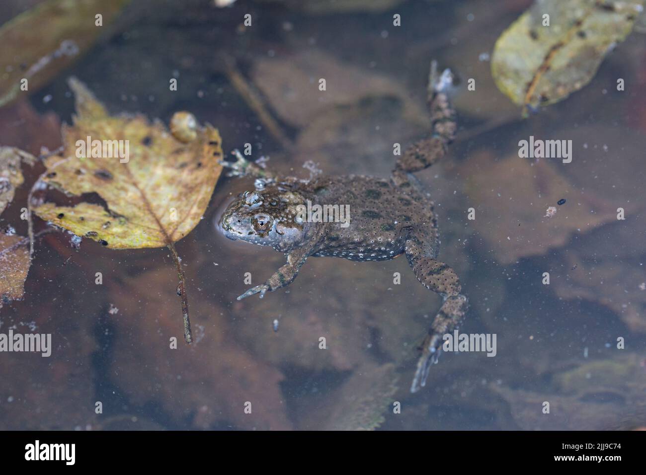 European fire-bellied toad Bombina bombina, floating on pond surface, Bükk Hills, Hungary, May Stock Photo