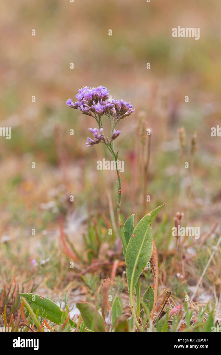Common sea lavender Limonium vulgare, single plant growing on salt marsh, Norfolk, Engalnd, July Stock Photo