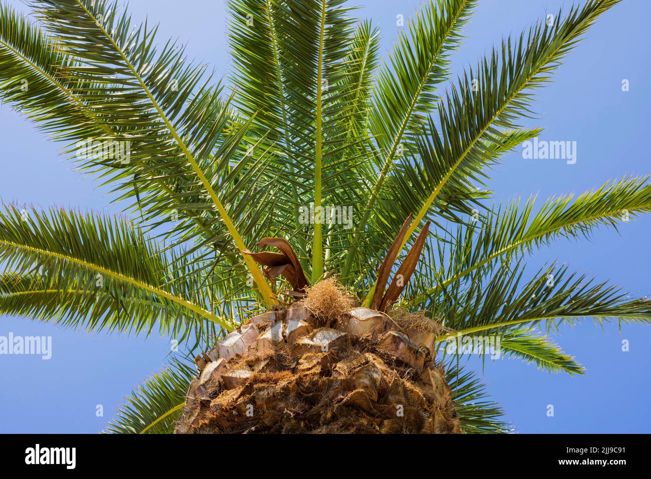 Pineapple palm tree hi-res stock photography and images - Page 3 