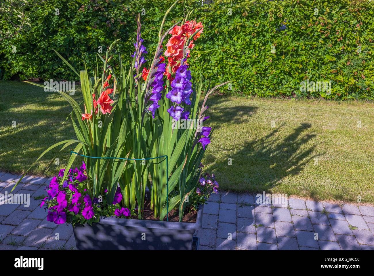 Beautiful garden view with gladiolus flower bed on sunny summer day ...