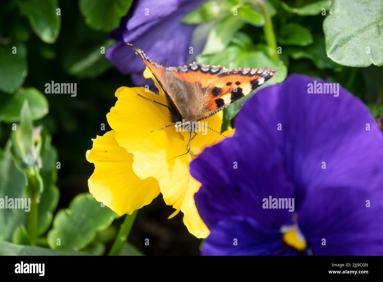 detailed close up of a Small Tortoiseshell butterfly (Aglais urticae) feeding on blue Pansies (Viola tricolor var. hortensis) Stock Photo