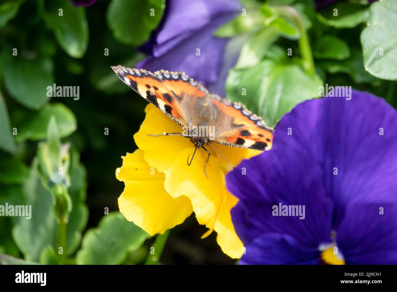 detailed close up of a Small Tortoiseshell butterfly (Aglais urticae) feeding on blue Pansies (Viola tricolor var. hortensis) Stock Photo