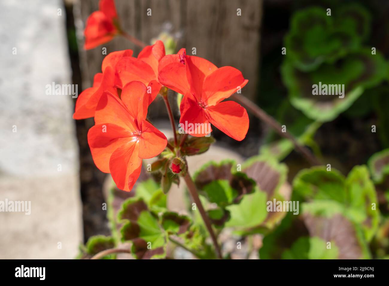 detailed close up of Pelargonium inquinans, the scarlet geranium Stock Photo