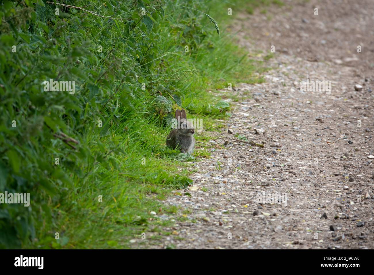 a wild yougn rabbit sits at the side of a stone track Stock Photo - Alamy