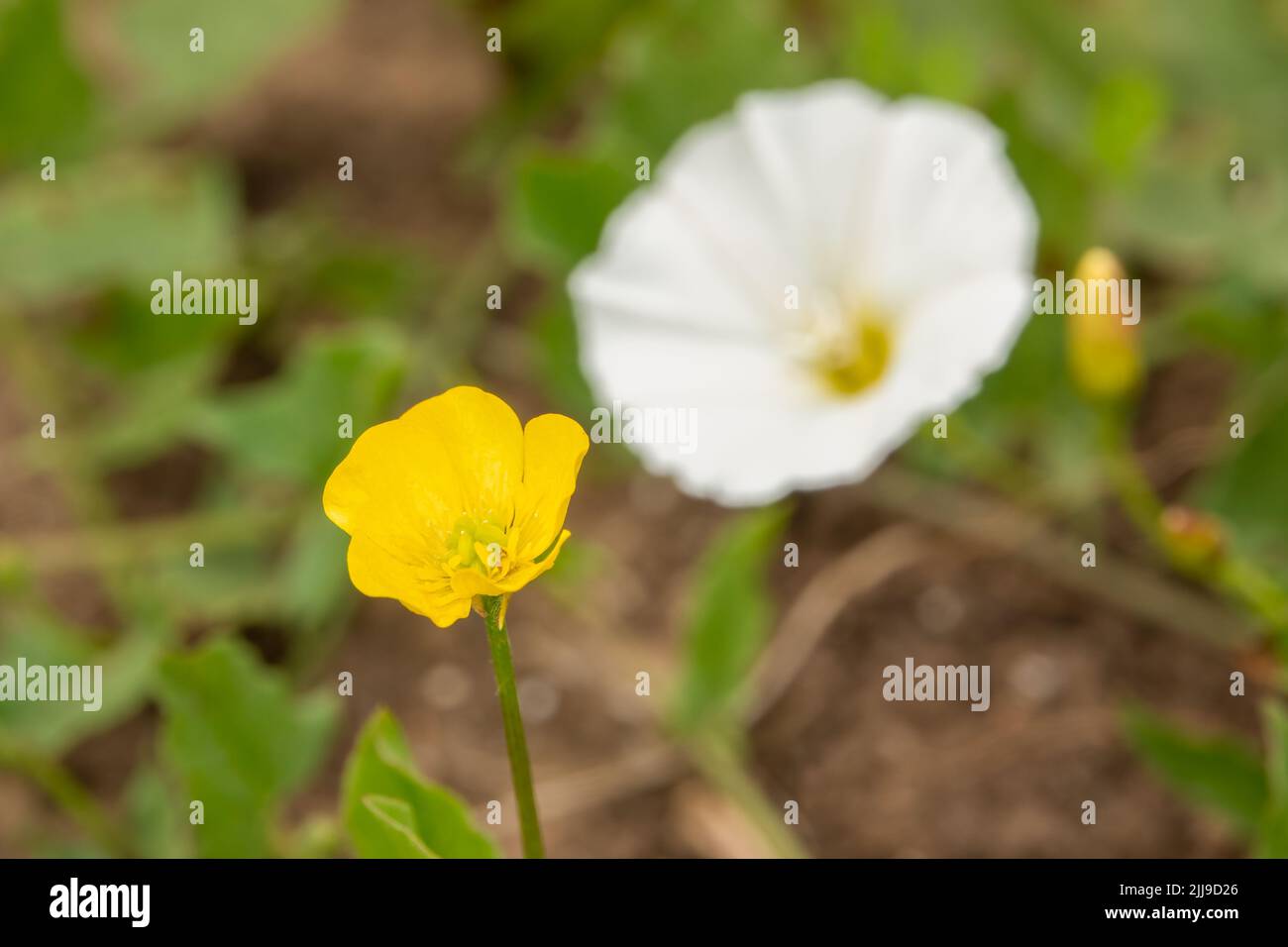 detailed closeup of creeping buttercup (Ranunculus repens) Stock Photo
