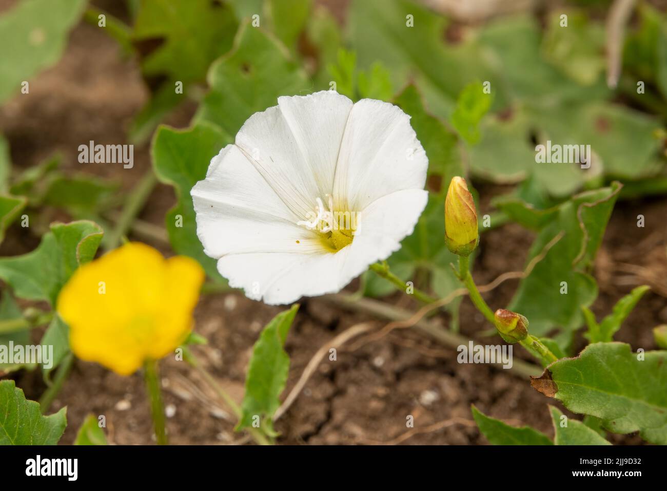 detailed closeup of field bindweed a.k.a. bearbine, bethbine, cornbine ...