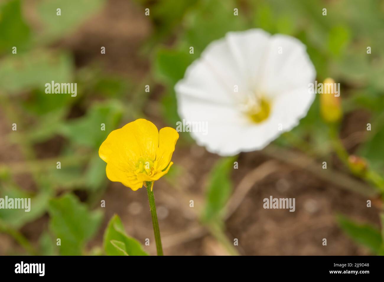 detailed closeup of creeping buttercup (Ranunculus repens) Stock Photo