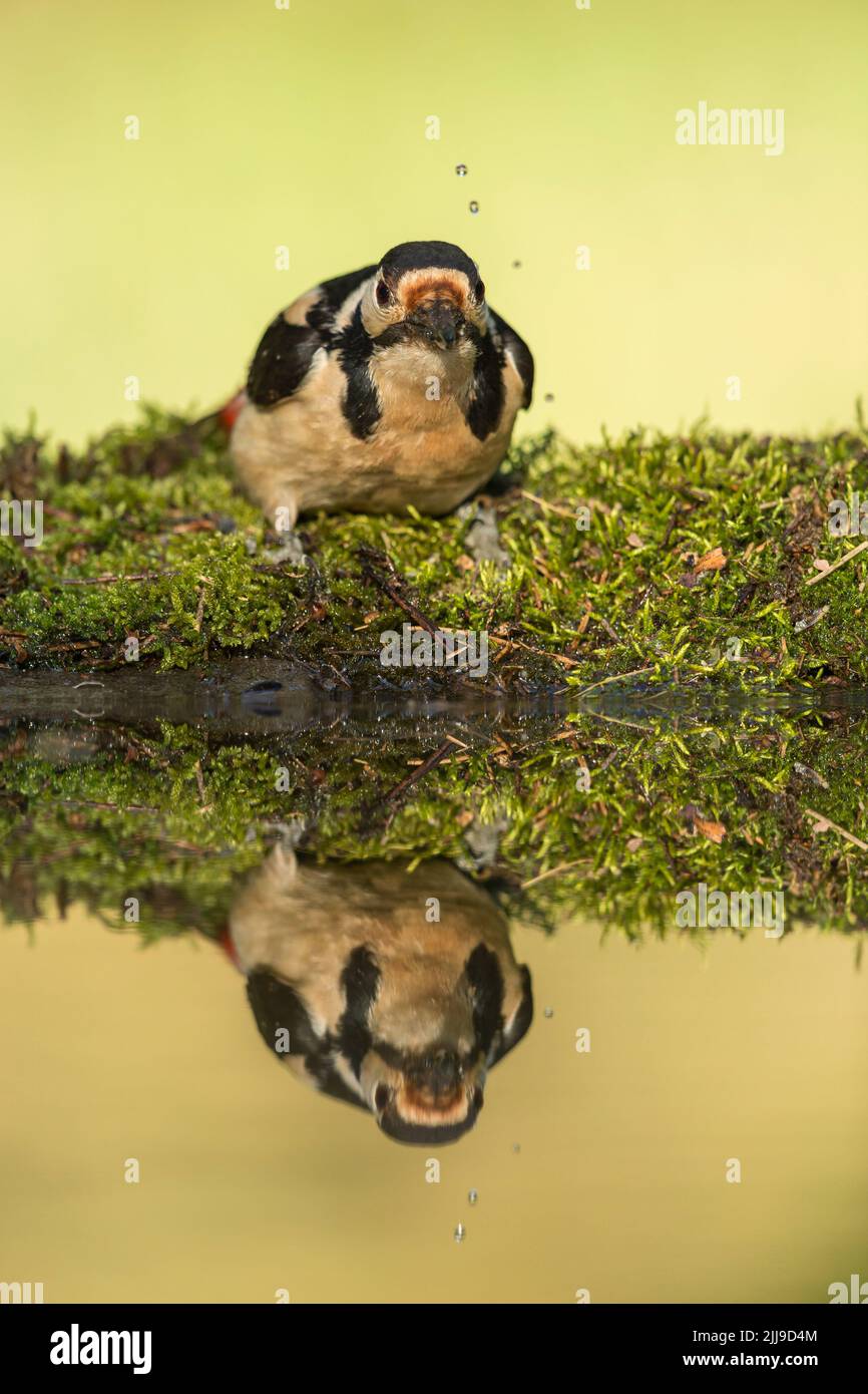 Great spotted woodpecker Dendrocopos major, adult female, drinking from woodland pool, Tiszaalpár, Hungary, May Stock Photo