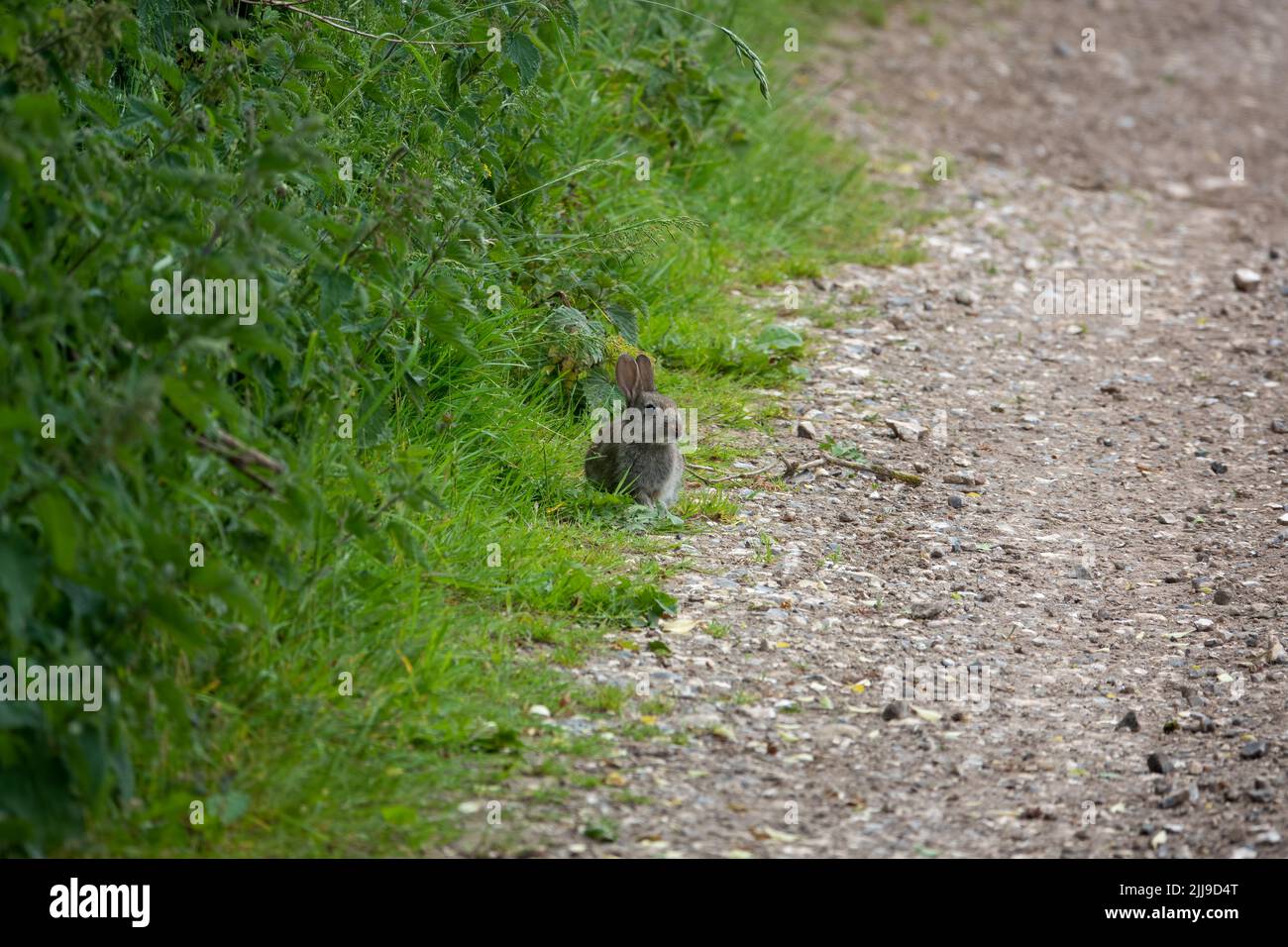 a wild young rabbit at the side of track Stock Photo Alamy