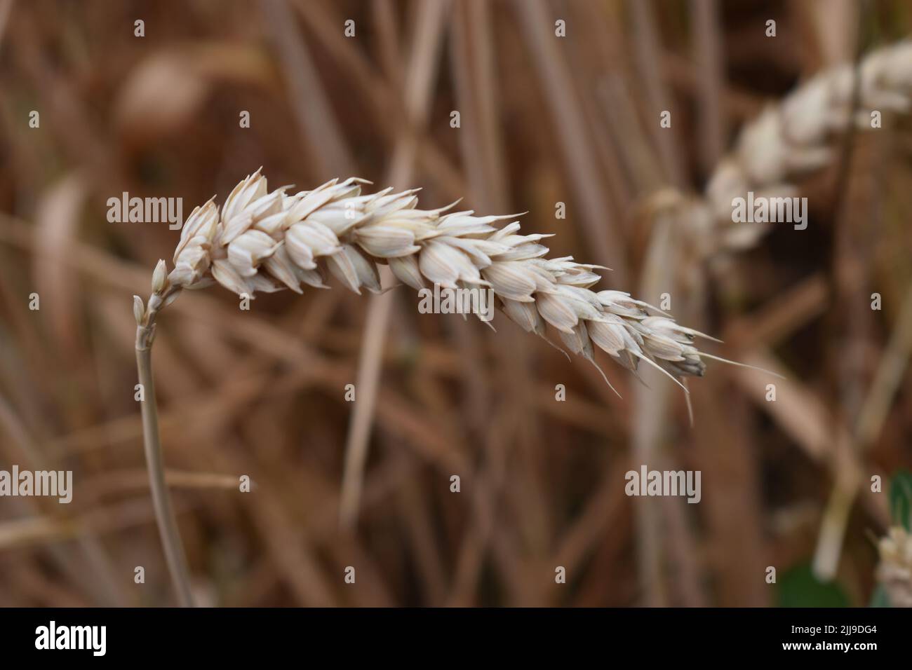 Ear of wheat (Triticum aestivum) in a field in Cosgrove. Stock Photo