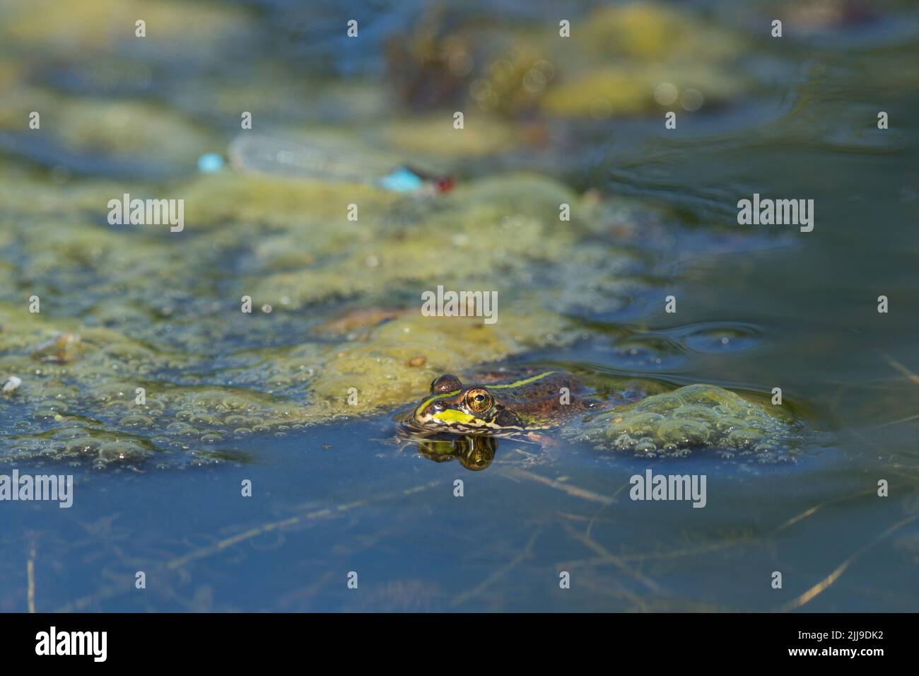 Iberian marsh frog Pelophylax perezi, laying wait for Red-eyed ...