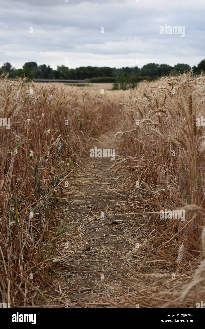 Public footpath through a wheatfield in Cosgrove. Stock Photo