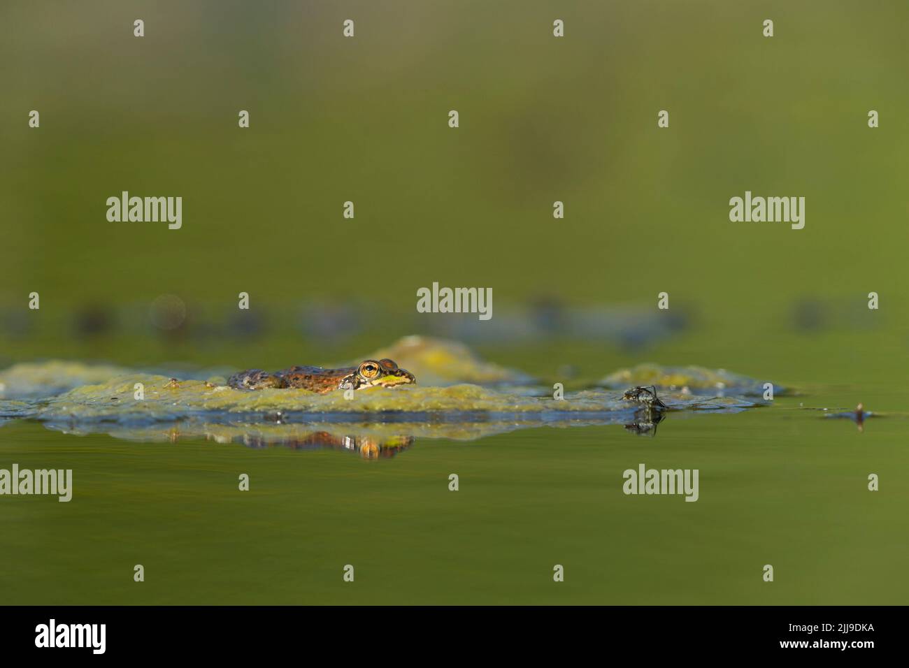 Iberian marsh frog Pelophylax perezi, resting on water surface, Ham ...