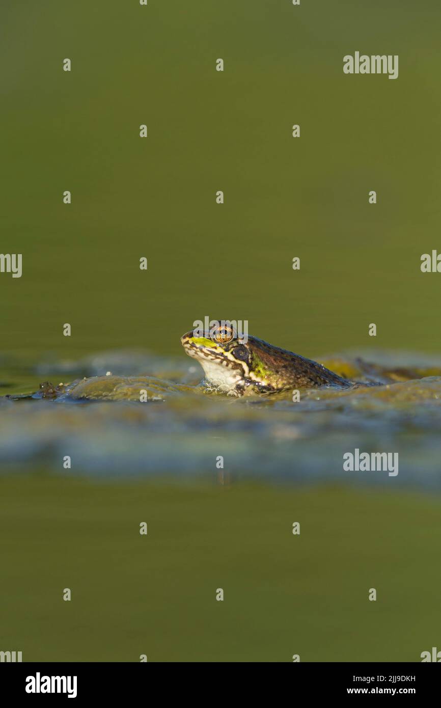 Iberian marsh frog Pelophylax perezi, resting on water surface, Ham ...