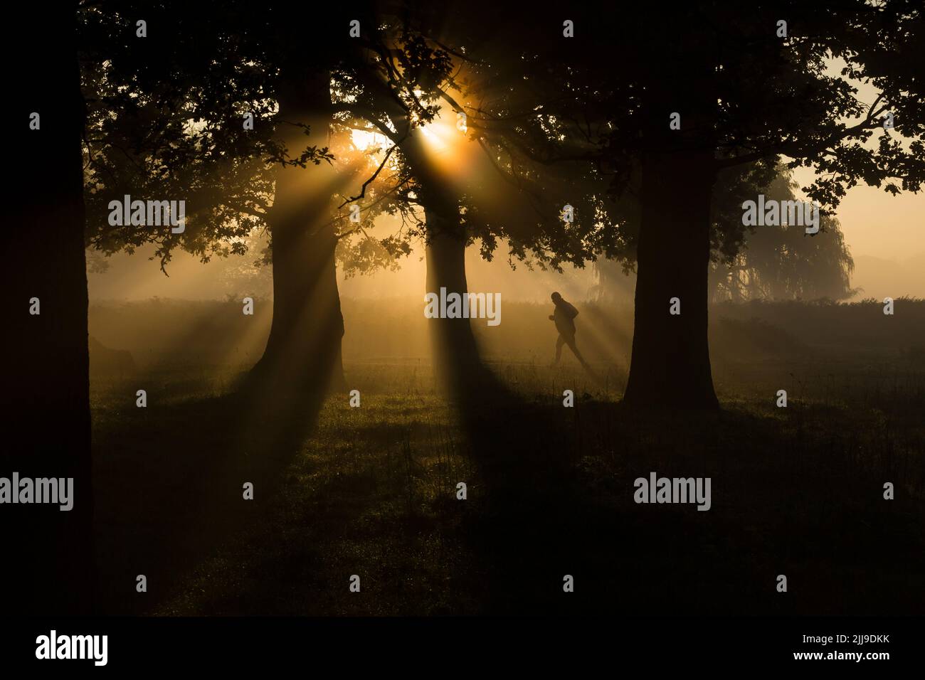 Landscape view of jogger running through Bushy Park, Outer London, England, UK, October Stock Photo