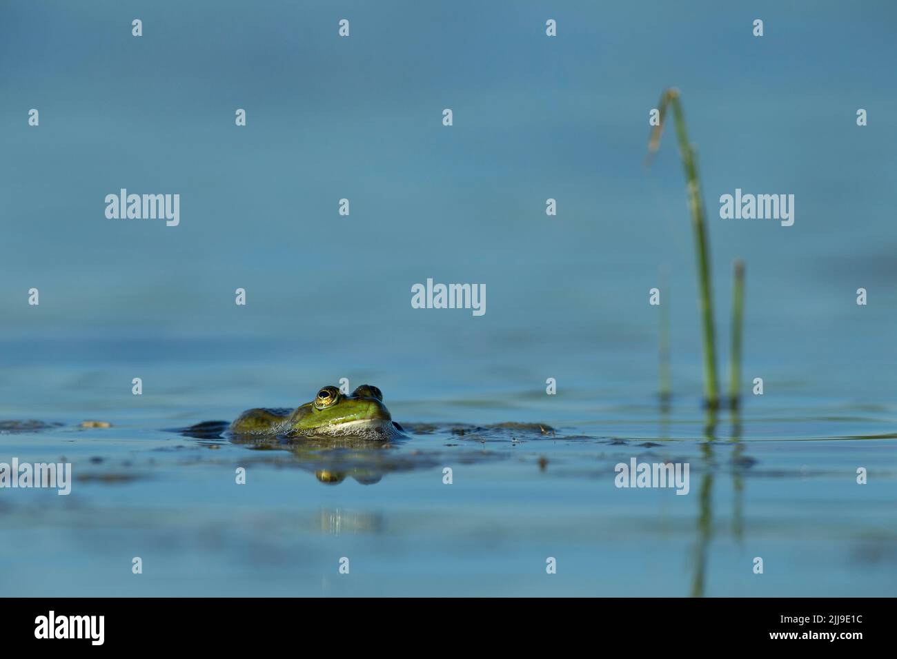Marsh frog Pelophylax ridibundus, adult, floating on water surface, Tiszaalpár, Hungary, May Stock Photo