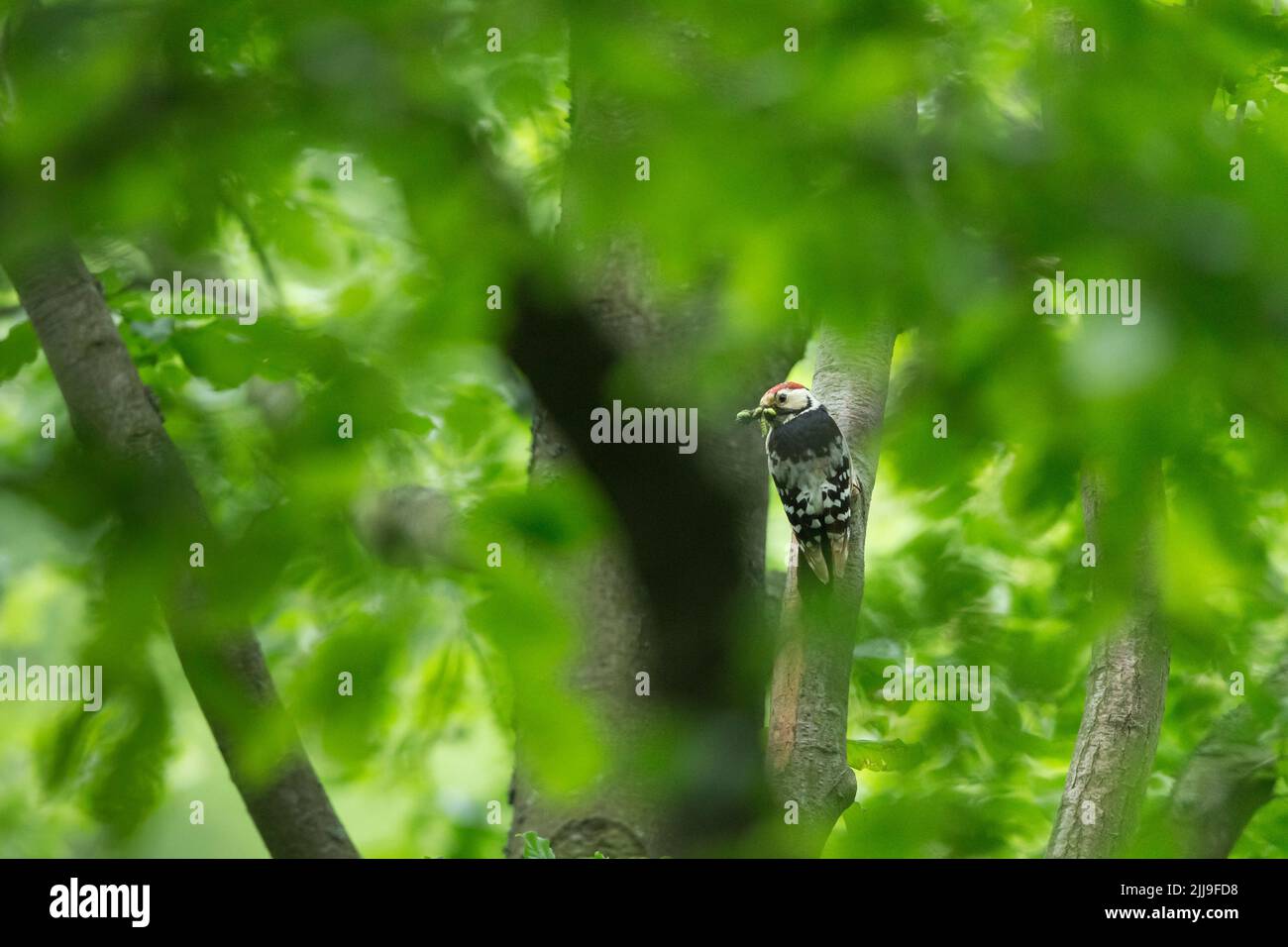 White-backed woodpecker Dendrocopos leucotos, adult male, with food, Bükk Hills, Hungary, May Stock Photo