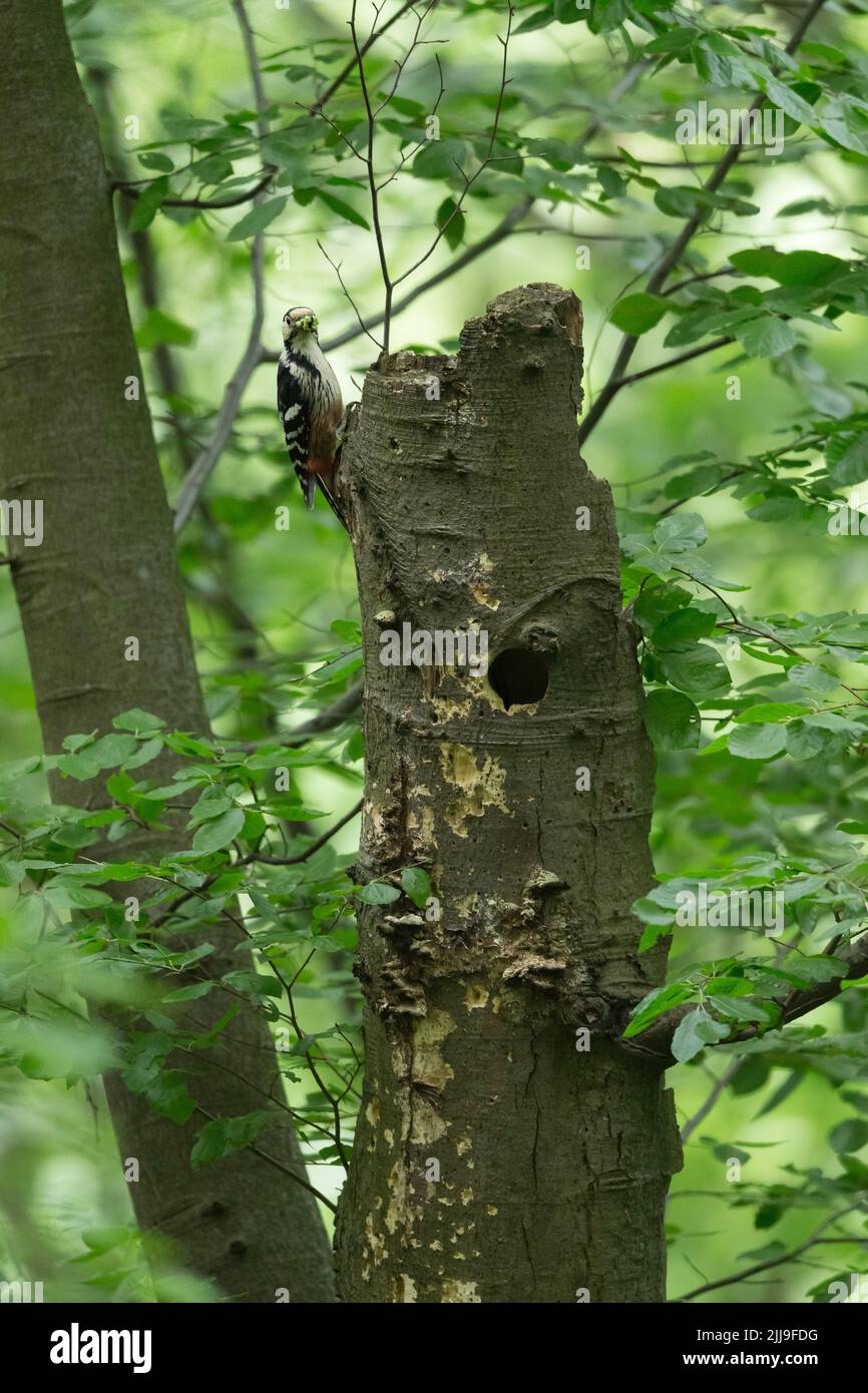 White-backed woodpecker Dendrocopos leucotos, adult female, carrying food to nest hole, Bükk Hills, Hungary, May Stock Photo