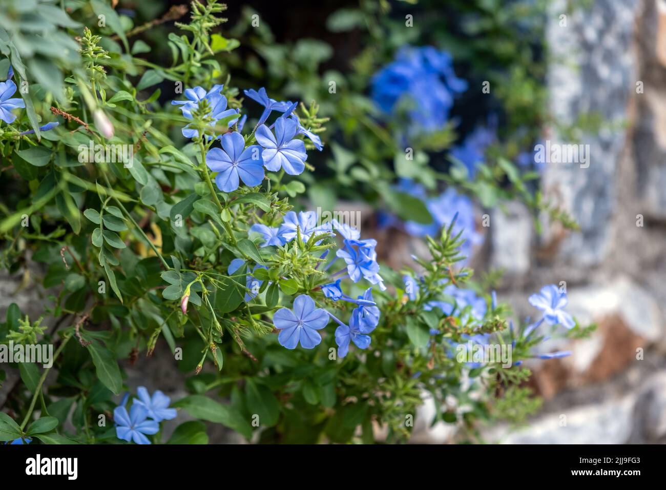 Plumbago Auriculata, Blue or Cape Plumbago or Cape Leadwort creeper blooming evergreen plant. Tropical shrub with blue flower, rich green foliage back Stock Photo