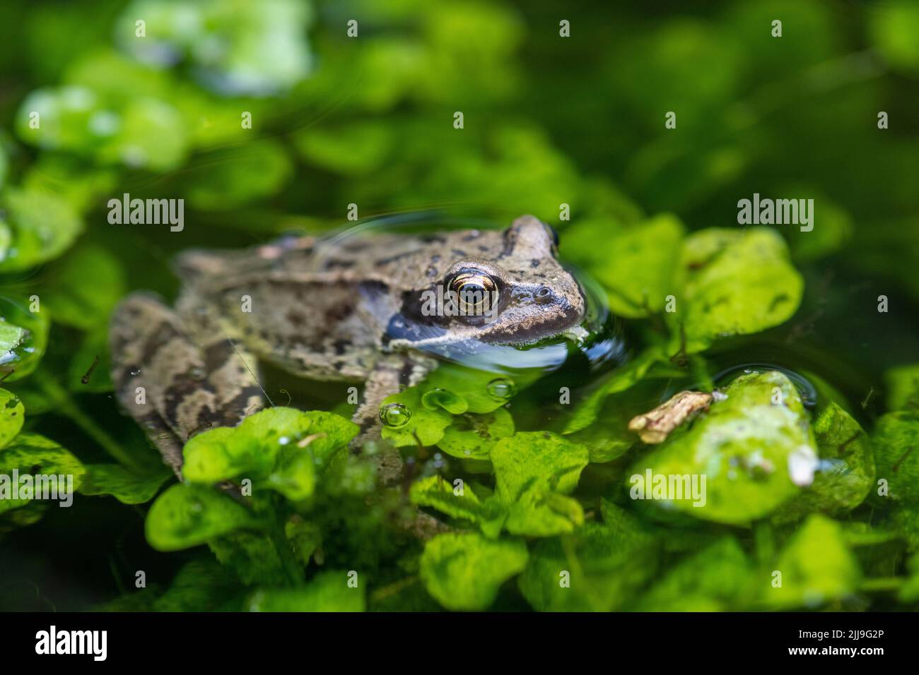 British garden pond frog hires stock photography and images Alamy