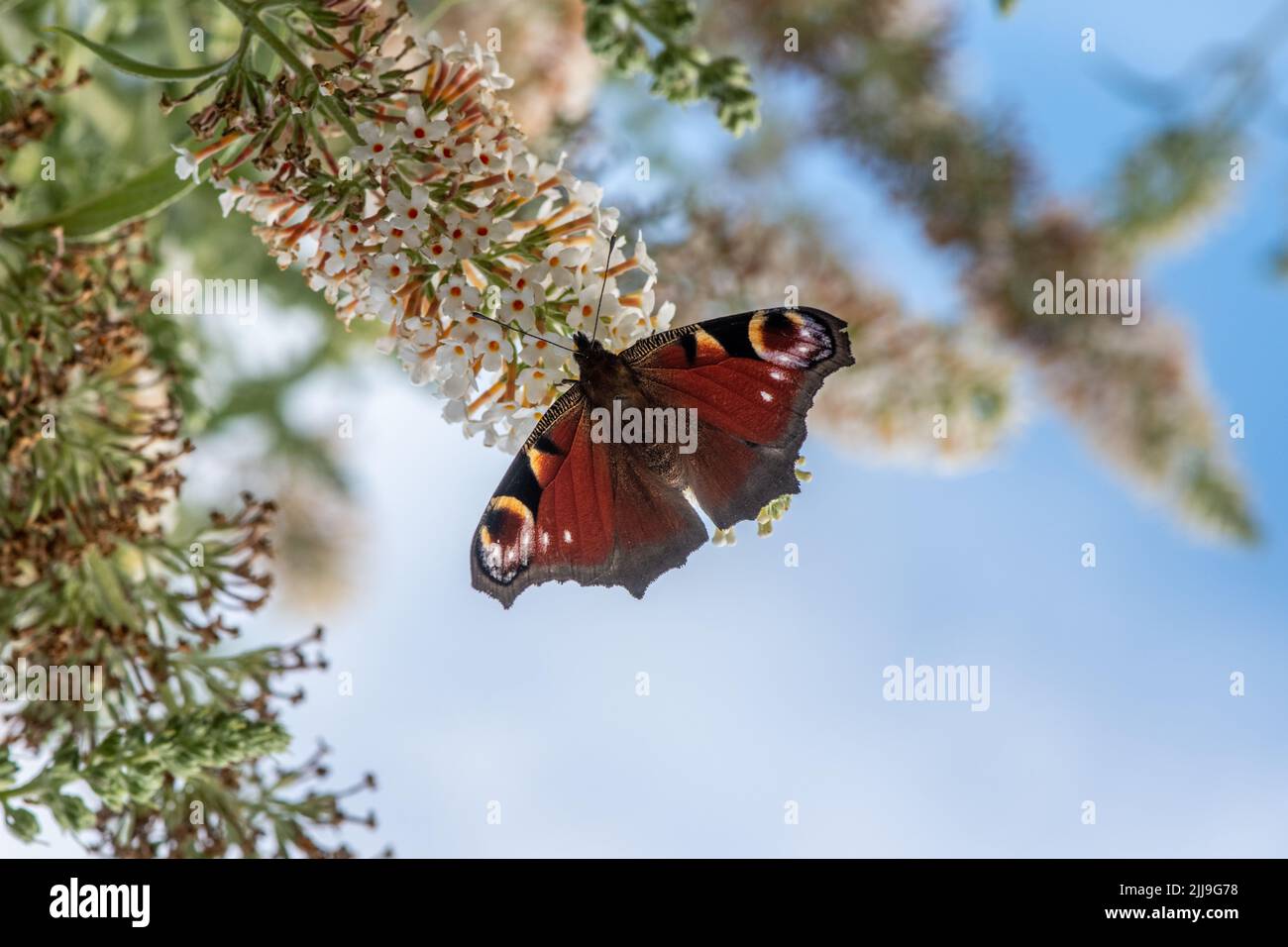 Peacock Butterfly on Buddleja Bush Stock Photo - Alamy