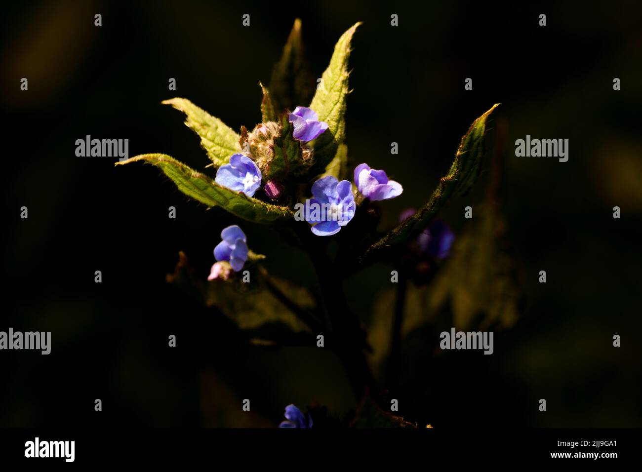 A closeup shot of blooming pentaglottis flowers in the dark Stock Photo