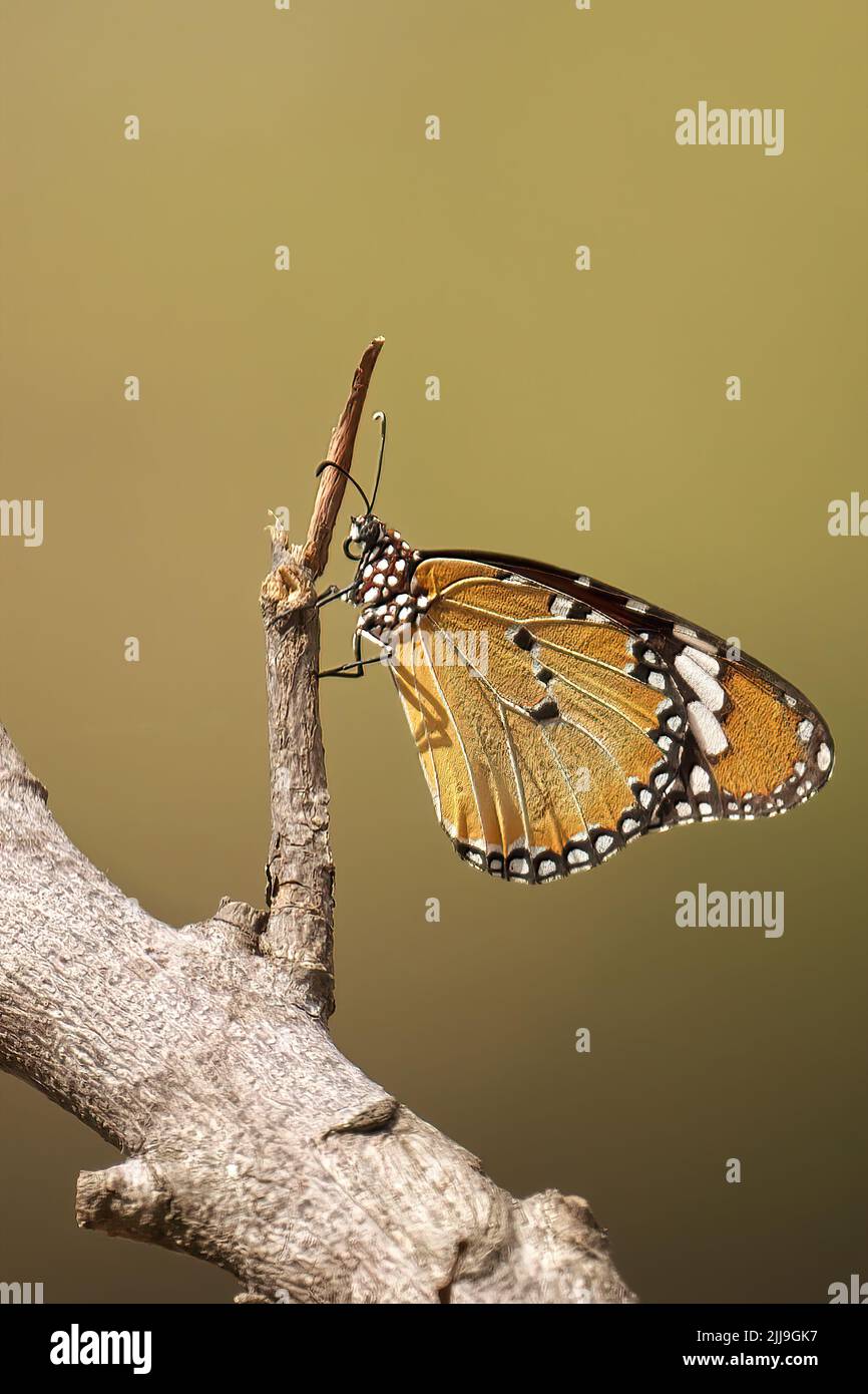 A Plain Tiger butterfly on a tree branch Stock Photo