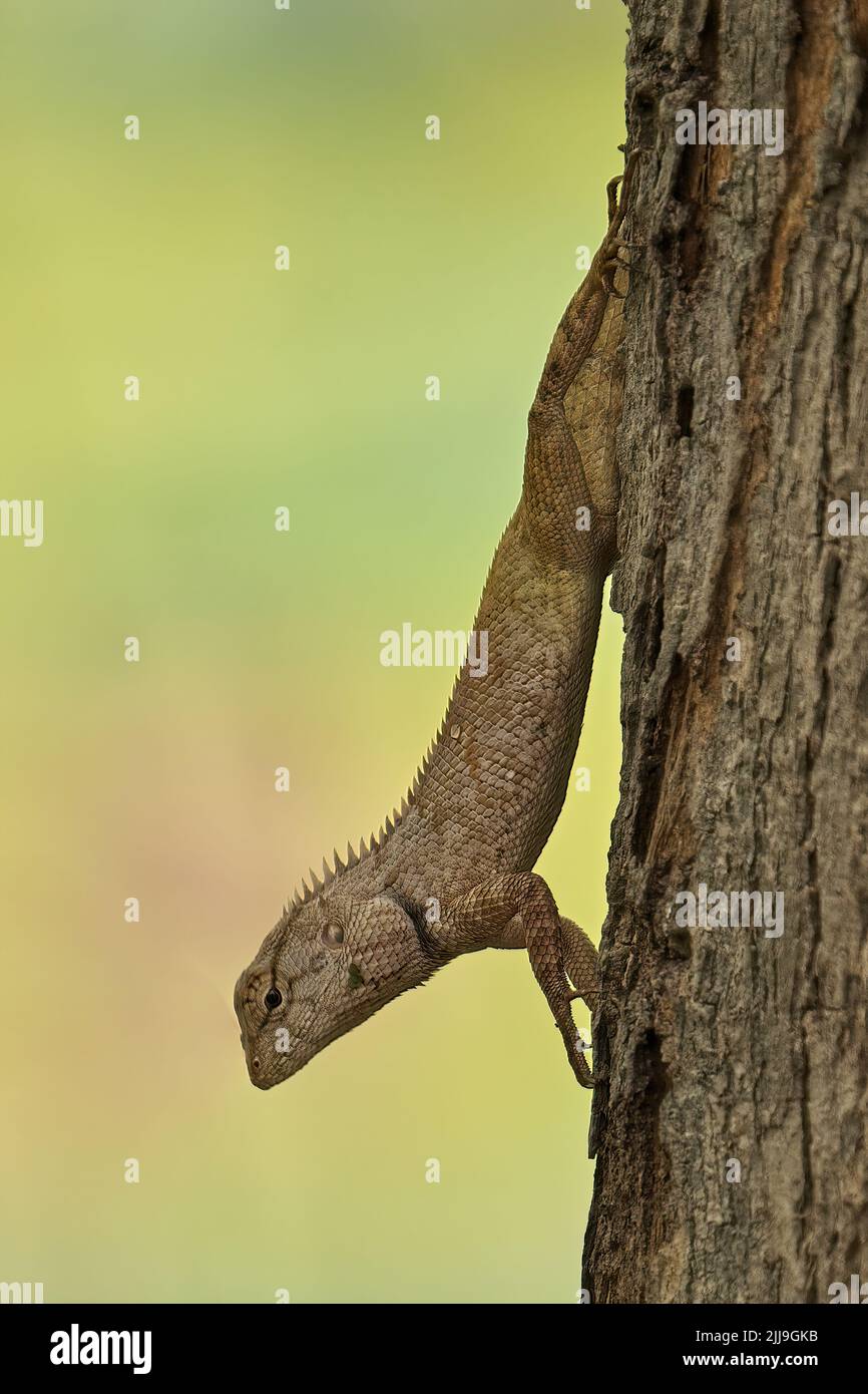 A selective focus of an Oriental Garden Lizard Stock Photo