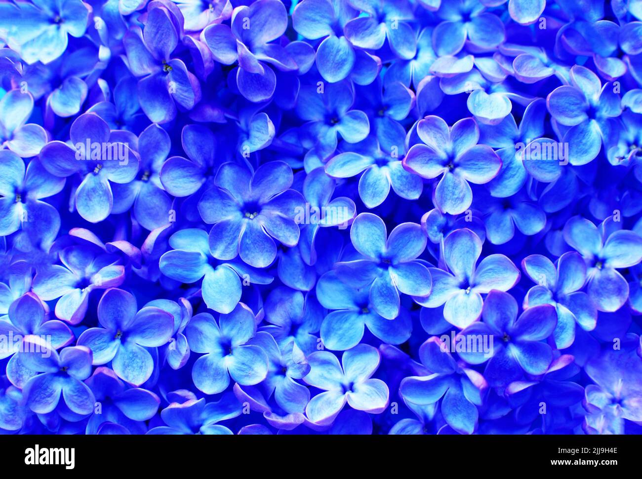 Beautiful purple background from lilac flowers close-up. Spring flowers of lilac. Stock Photo