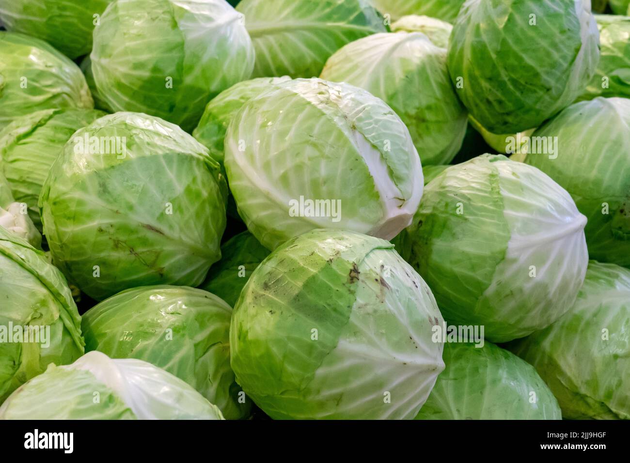 Group of green cabbages in a supermarket. Cabbage background. Fresh