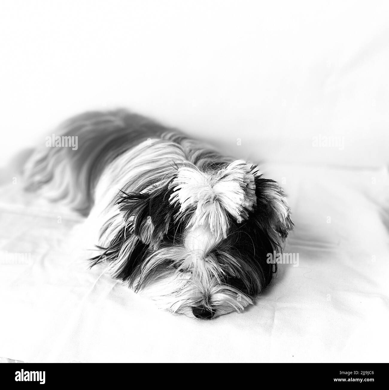 White dog on green background Black and White Stock Photos & Images - Alamy