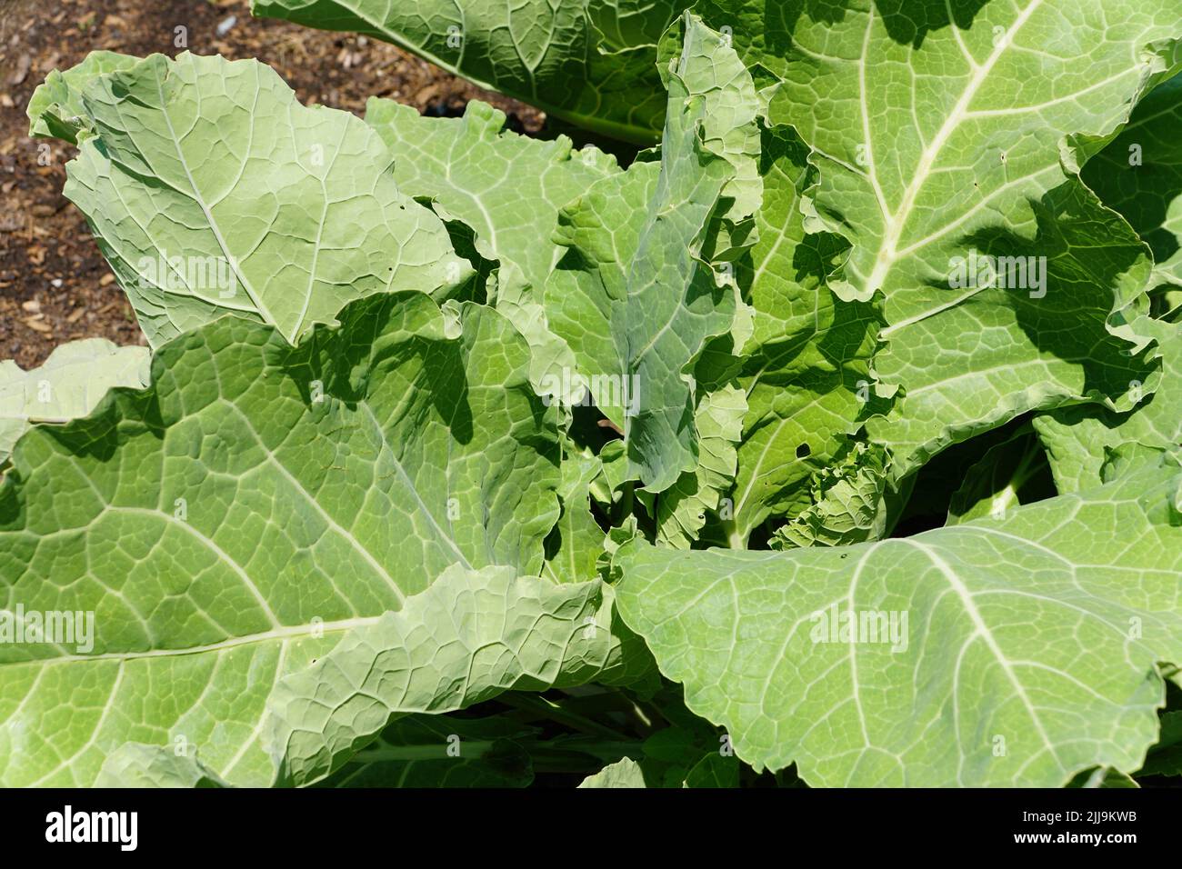A healthy Portuguese kale during the summer in a vegetable garden Stock