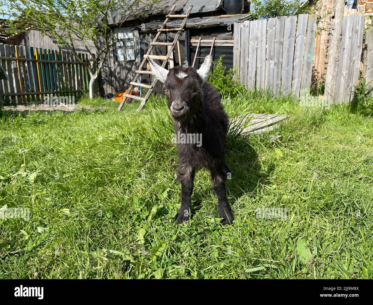 Small black goat hi res stock photography and images Alamy Small black goat hi res stock photography and images Alamy