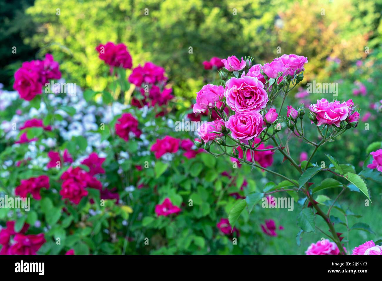 Pink roses with a white border bloom in the summer in the rose garden. Stock Photo