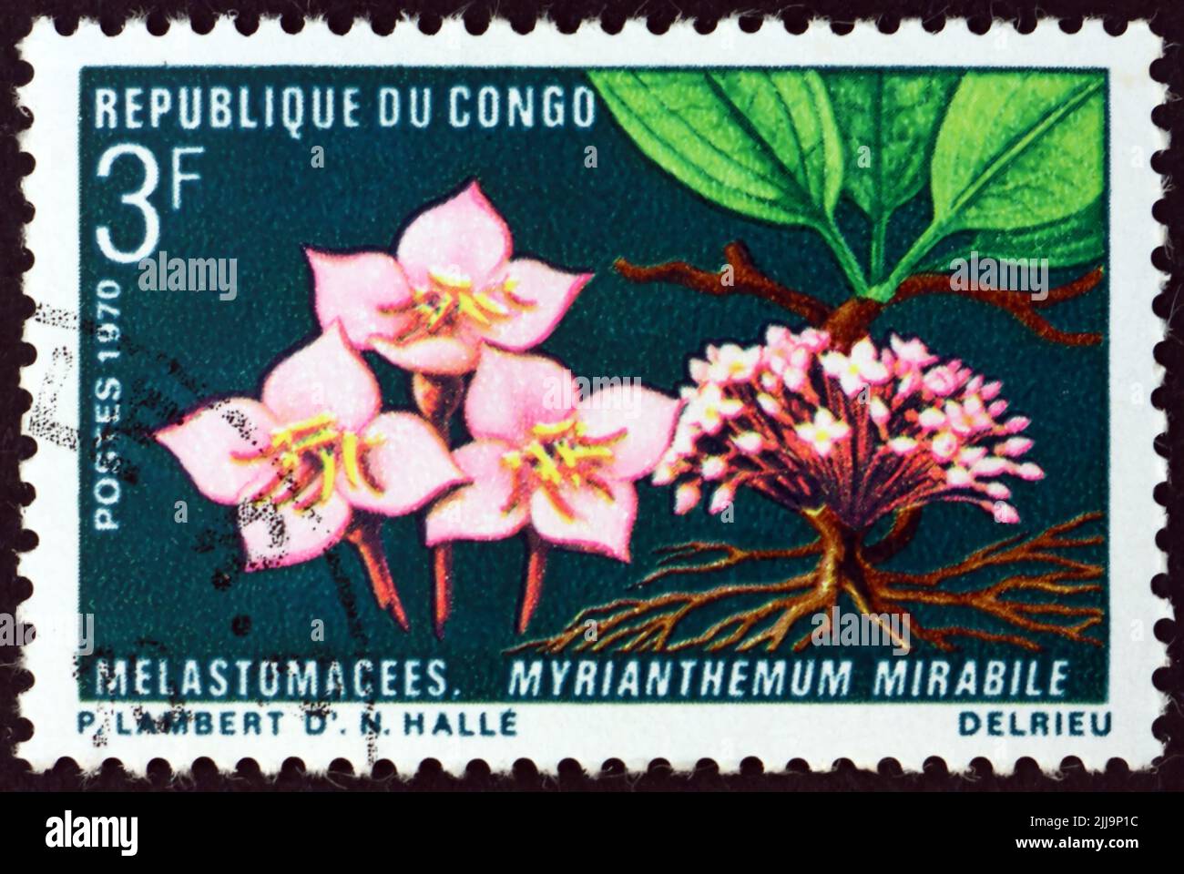 CONGO - CIRCA 1970: a stamp printed in Congo shows myrianthemum mirabile, flowering plant, circa 1970 Stock Photo