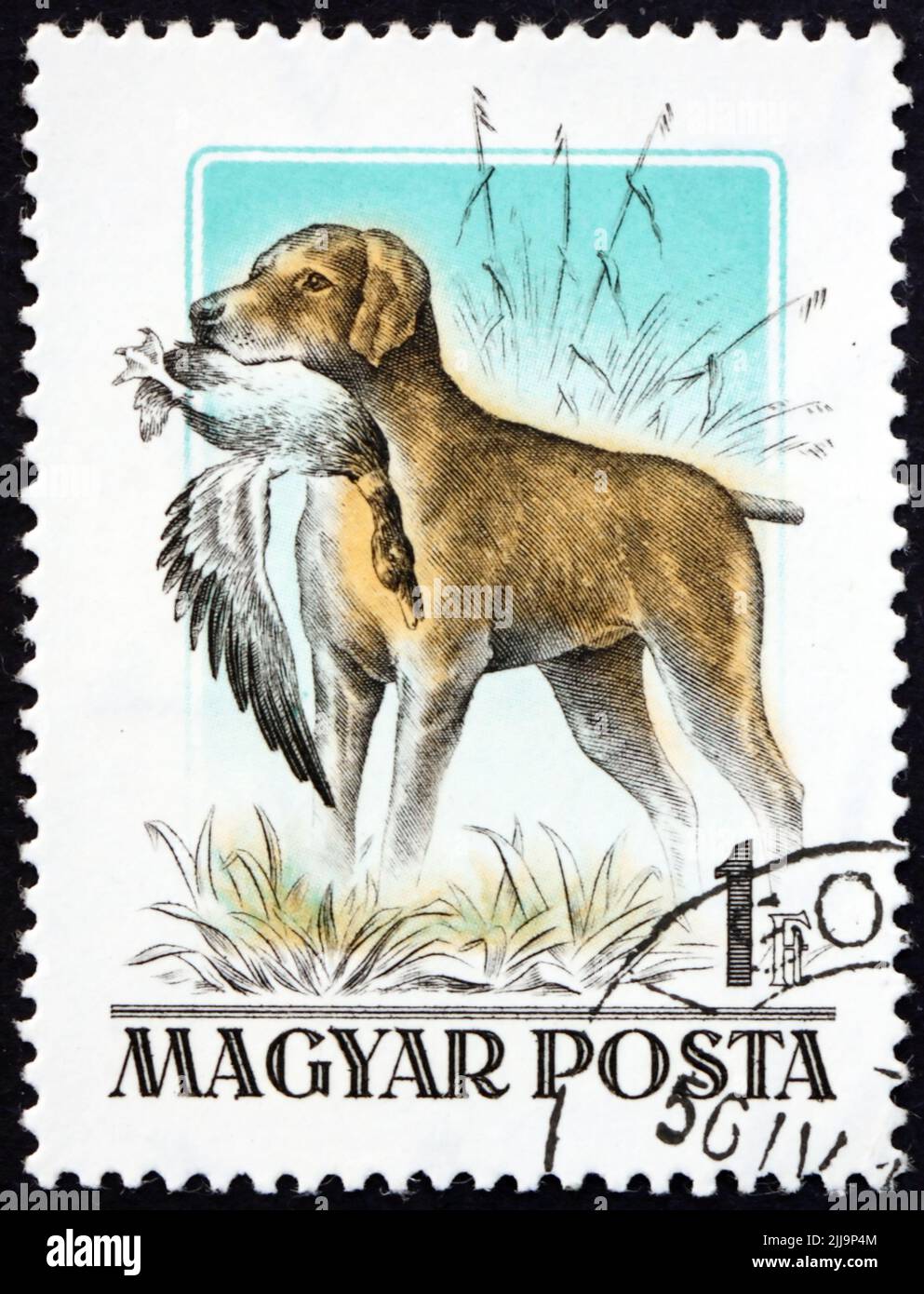 HUNGARY - CIRCA 1956 a stamp printed in Hungary shows retriever with fowl, is a type of gun dog that retrives game for a hunter, circa 1956 Stock Photo