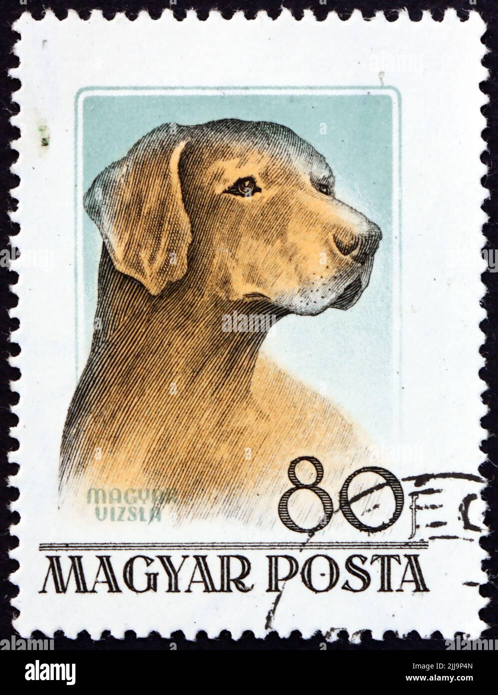 HUNGARY - CIRCA 1956 a stamp printed in Hungary shows Hungarian vizsla, is a dog breed from Hungary, circa 1956 Stock Photo