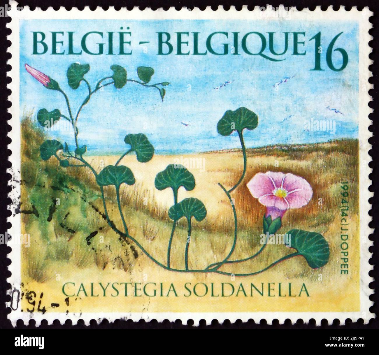 BELGIUM - CIRCA 1994: a stamp printed in Belgium shows morning glory, calystegia soldanella, is a perennial vine which grows in beach sand in temperat Stock Photo