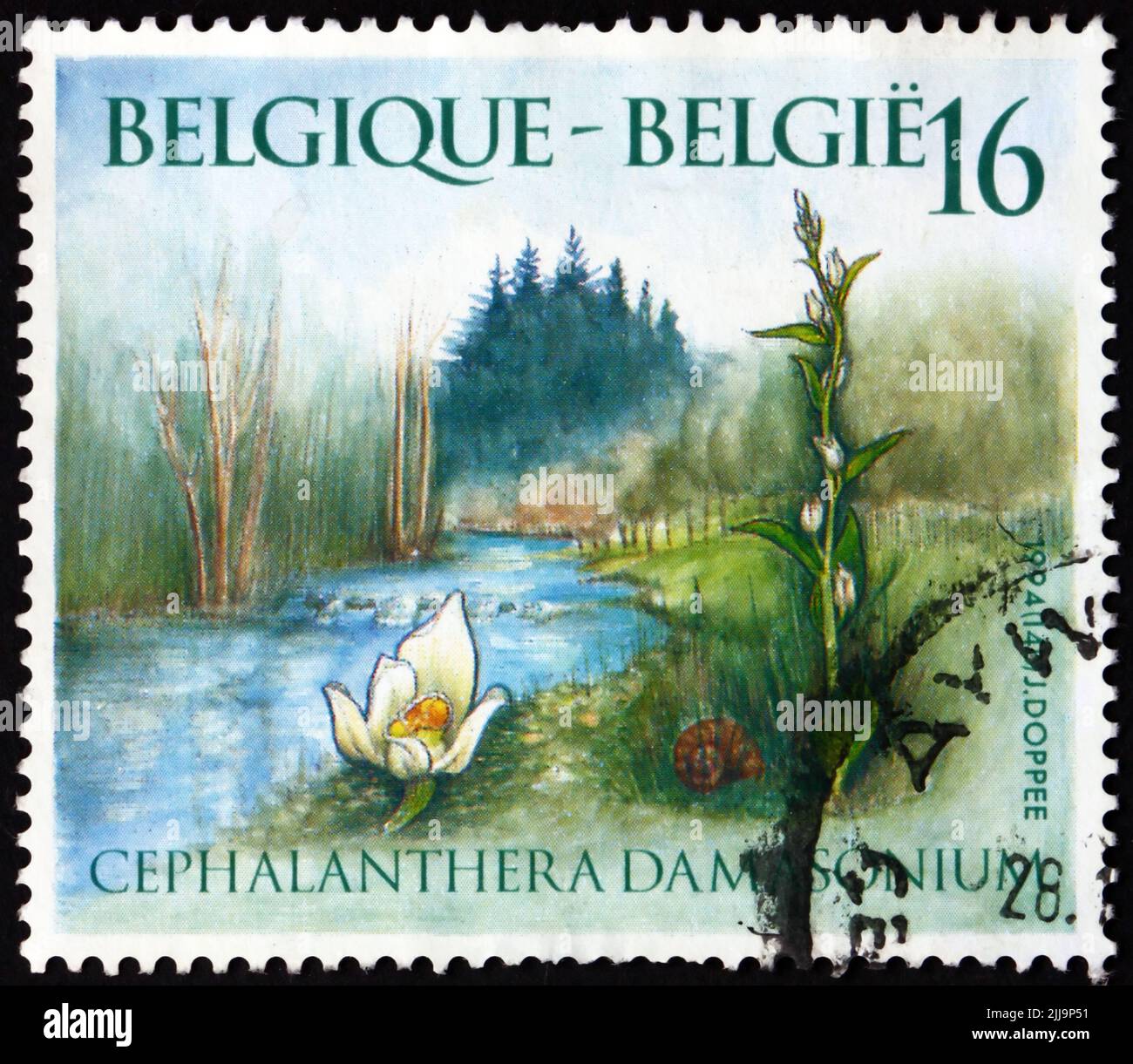 BELGIUM - CIRCA 1994: a stamp printed in Belgium shows white helleborine, cephalanthera damasonium, is a species of orchid widespread across much of E Stock Photo