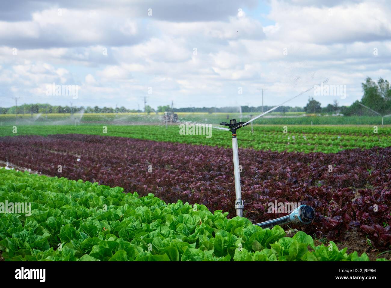 Irrigation system works in field, sprinkles water on the soil for good harvest. Sprinkler