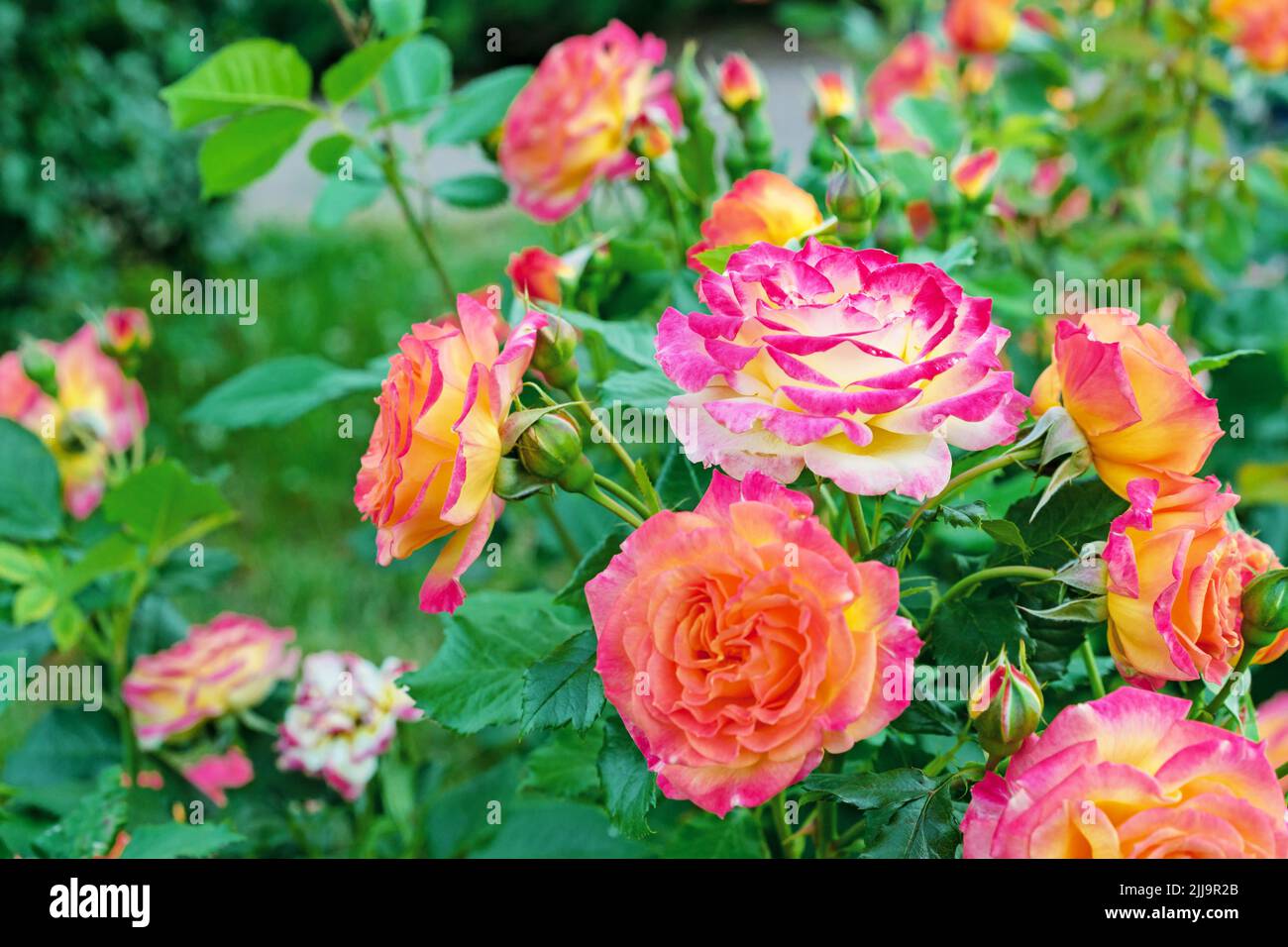 Pink rose with a white center surrounded by orange roses. Stock Photo