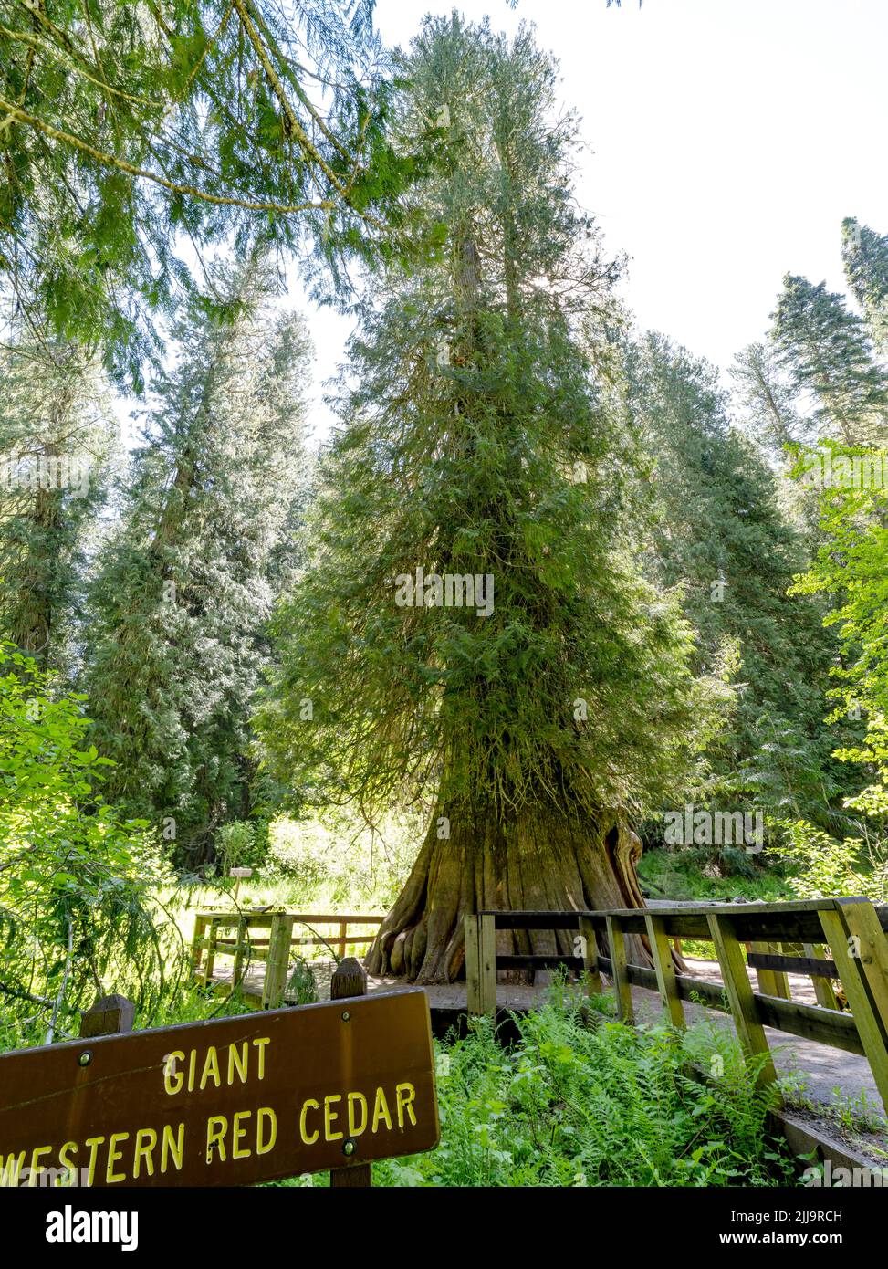 Giant Red Cedar tree and sign near Elk River Idaho Stock Photo