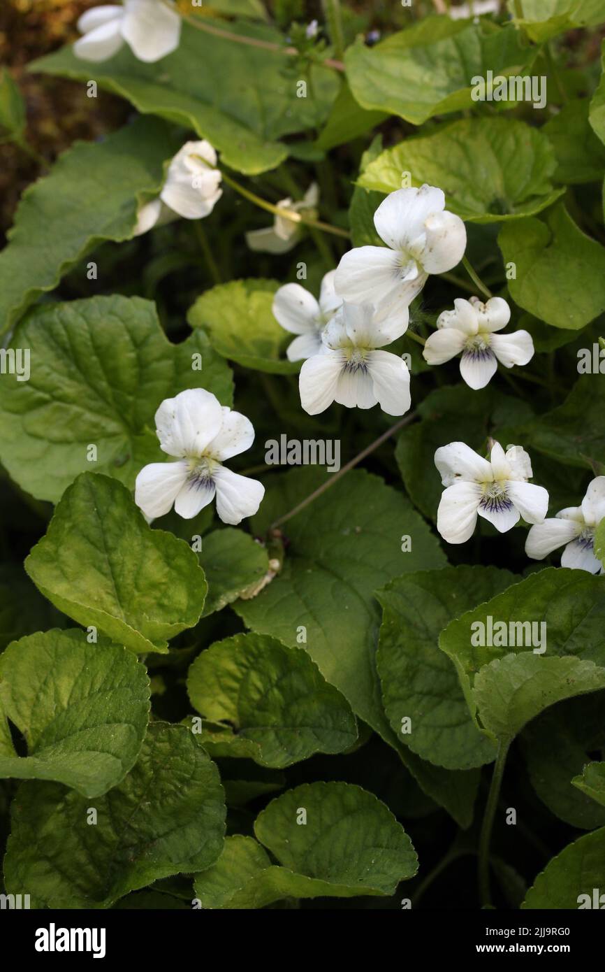 White violet (Viola alba) blooming white flower in a botanical garden, Lithuania Stock Photo