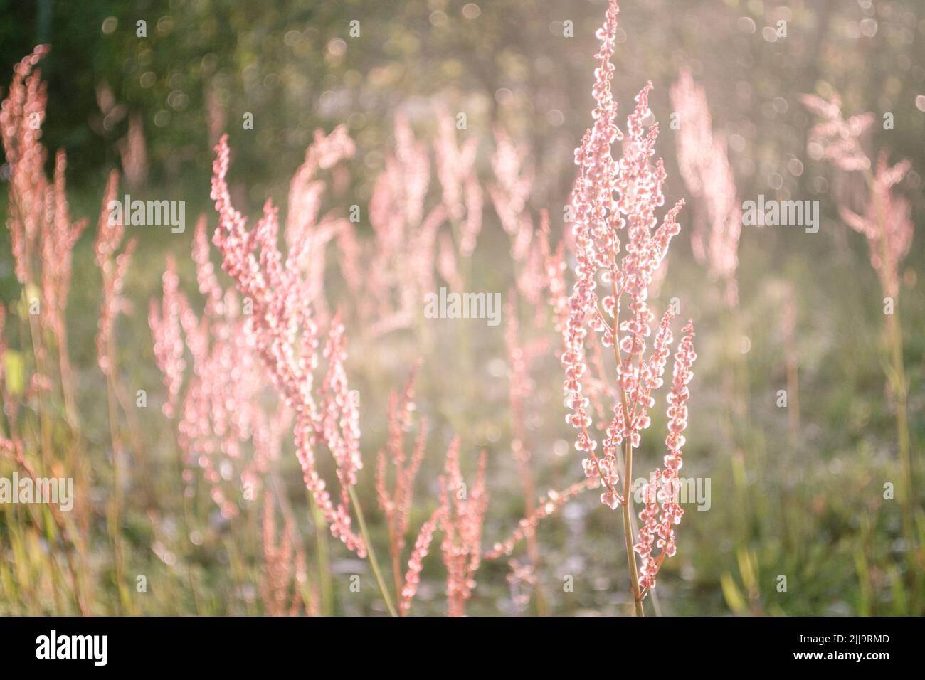 Pink flowers spread the weed rapidly through the lawn Stock Photo Alamy